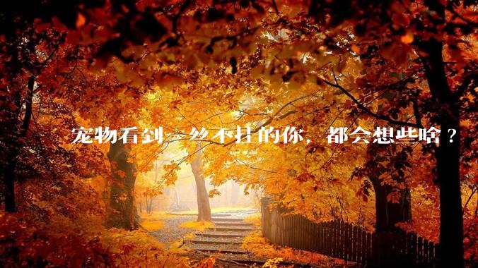 宠物看到一丝不挂的你, 都会想些啥?