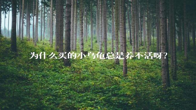 为什么买的小乌龟总是养不活呀？